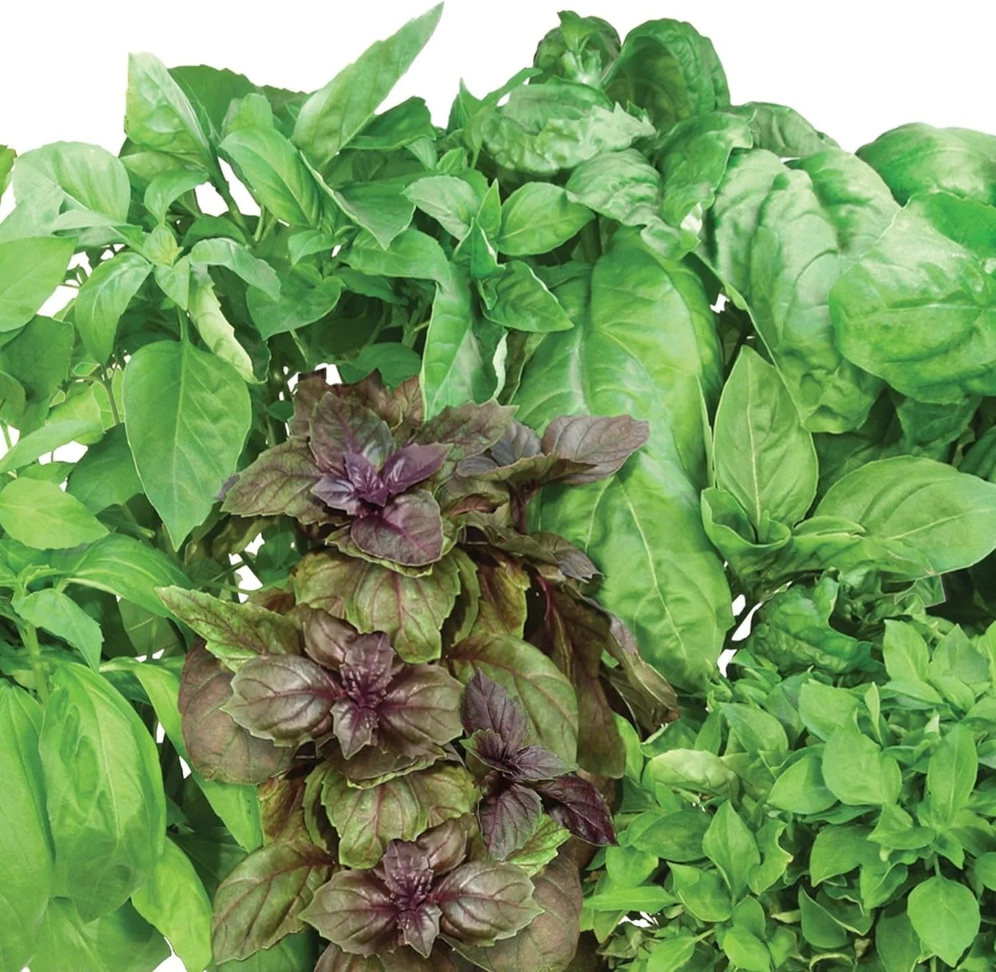 AeroGarden International Basil Seed Pod Kit(International Basil)