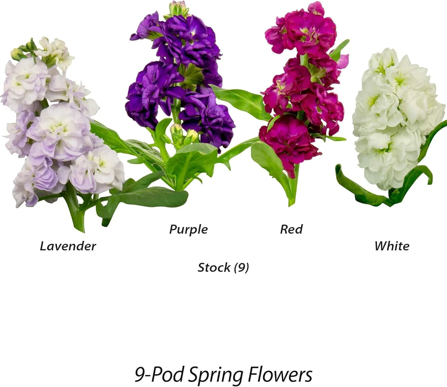 AeroGarden Cascading Petunias Seed pod Kit for AeroGarden Hydroponic Indoor Garden, 6-Pod(Spring Flowers)