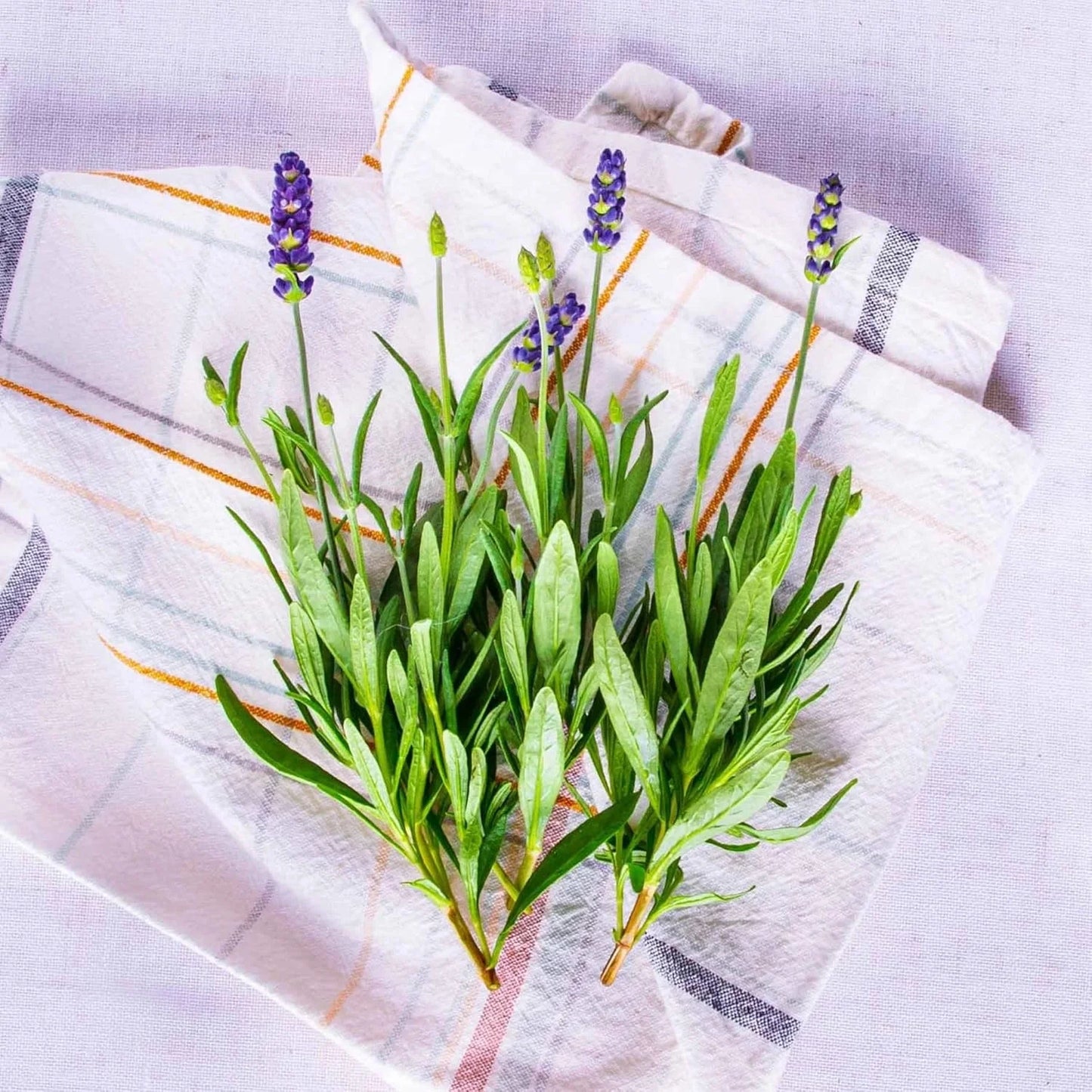 AeroGarden Cascading Petunias Seed pod Kit for AeroGarden Hydroponic Indoor Garden, 6-Pod(Lavender)