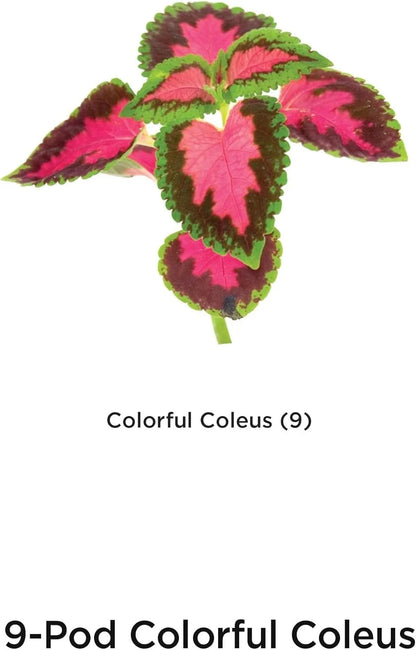 AeroGarden Cascading Petunias Seed pod Kit for AeroGarden Hydroponic Indoor Garden, 6-Pod(Colorful Coleus)