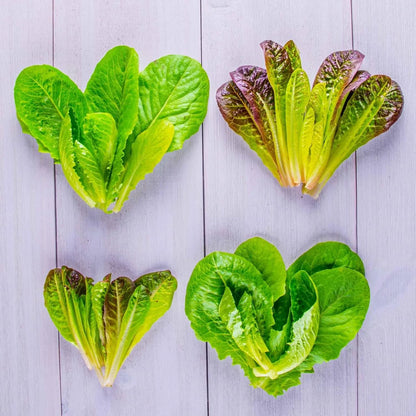 AeroGarden Heirloom Salad Greens Mix Seed Pod Kit – Salad Kit for AeroGarden Indoor Garden, 9-Pod(9-pod)