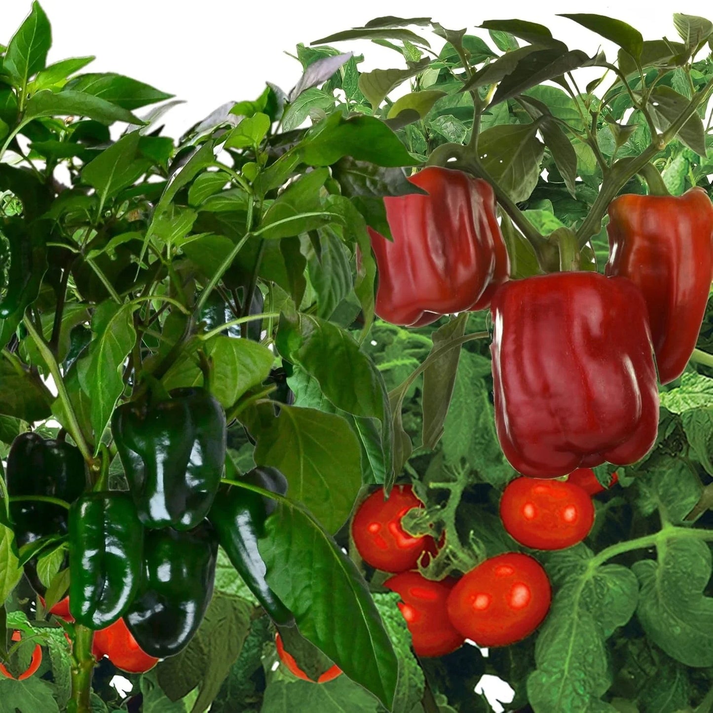 AeroGarden Salsa Garden Seed Pod Kit (6-pod)(Jumbo – Tall Gardens Only)