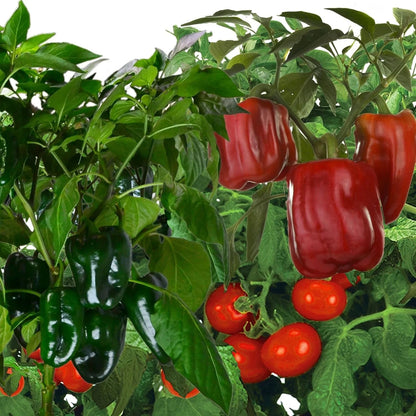AeroGarden Salsa Garden Seed Pod Kit (6-pod)(Jumbo – Tall Gardens Only)