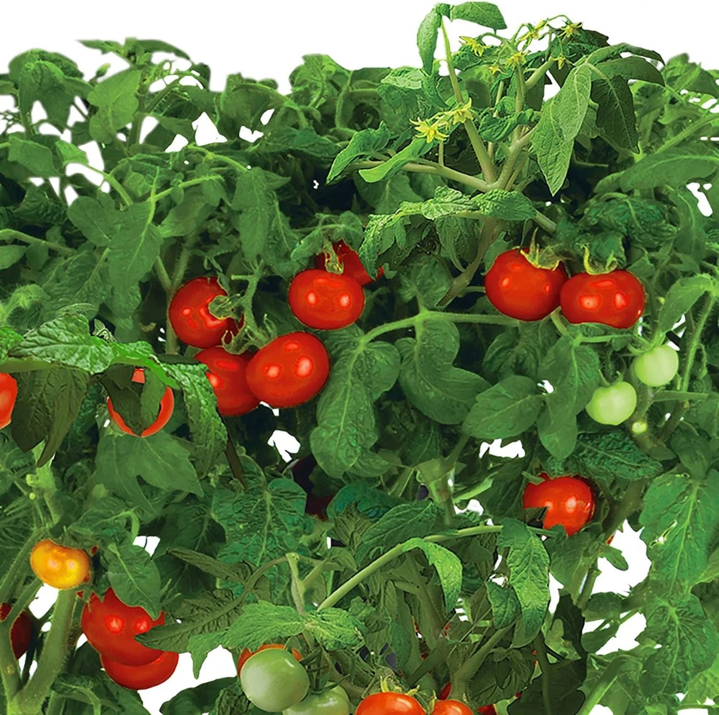 AeroGarden Golden Harvest Cherry Tomato Seed Pod Kit, 9-Pod(9-pod)