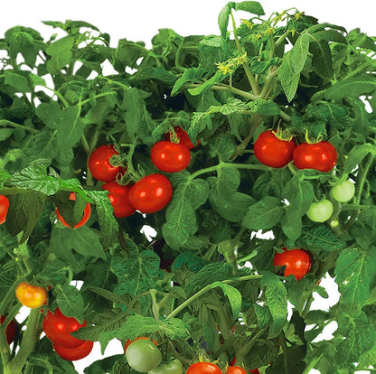 AeroGarden Golden Harvest Cherry Tomato Seed Pod Kit, 9-Pod(9-pod)