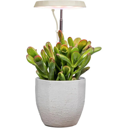 AeroGarden Stem Grow Light for Indoor Plants, Grow Live Plants Anywhere in the Home, Adjustable Light Modes, Black(Cream)
