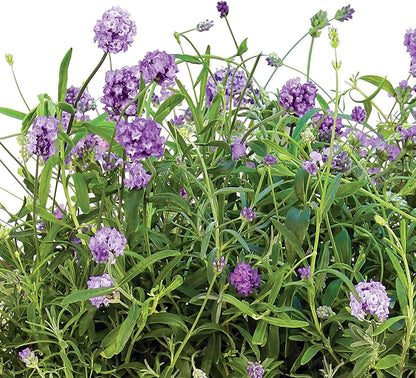 AeroGarden Cascading Petunias Seed pod Kit for AeroGarden Hydroponic Indoor Garden, 6-Pod(Lavender)