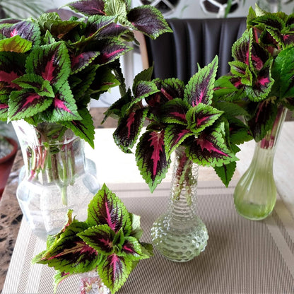 AeroGarden Cascading Petunias Seed pod Kit for AeroGarden Hydroponic Indoor Garden, 6-Pod(Colorful Coleus)