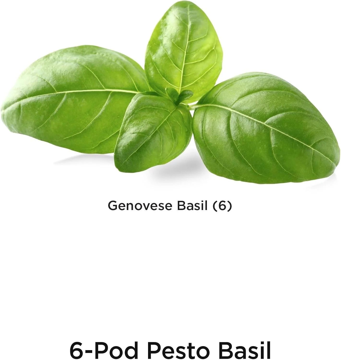 AeroGarden International Basil Seed Pod Kit(Pesto Basil)