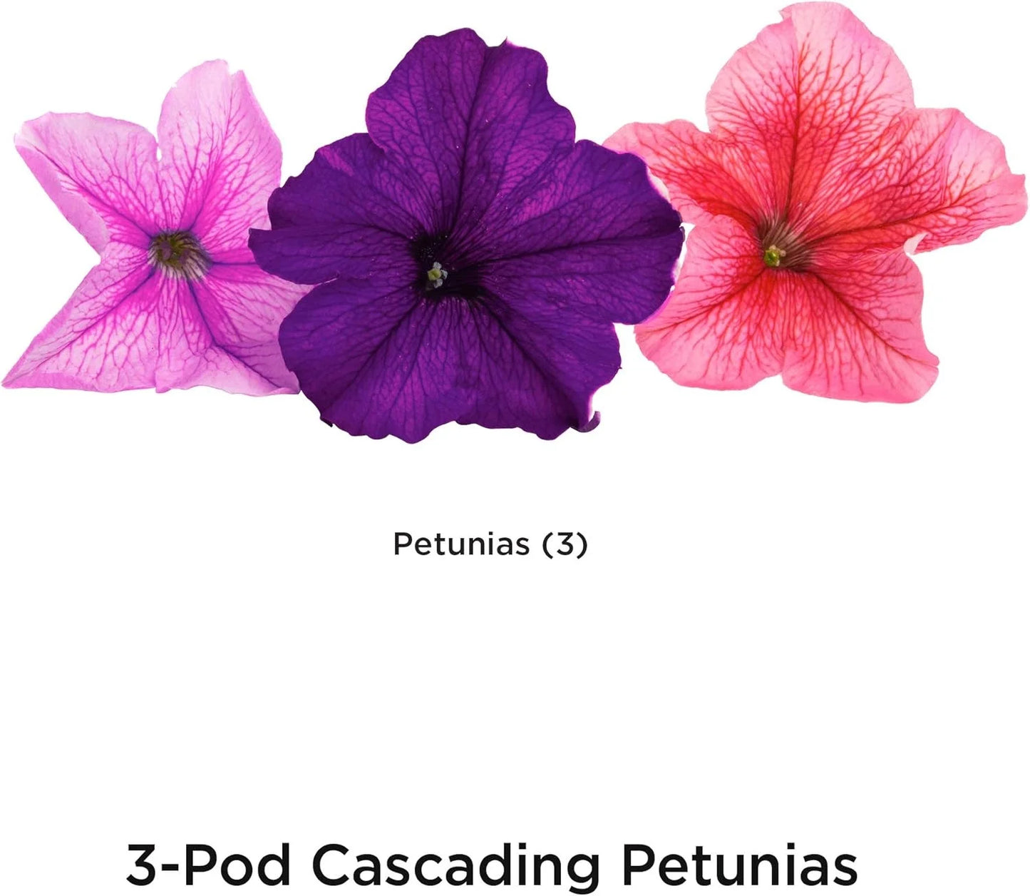 AeroGarden Cascading Petunias Seed pod Kit for AeroGarden Hydroponic Indoor Garden, 6-Pod(Cascading Petunias)