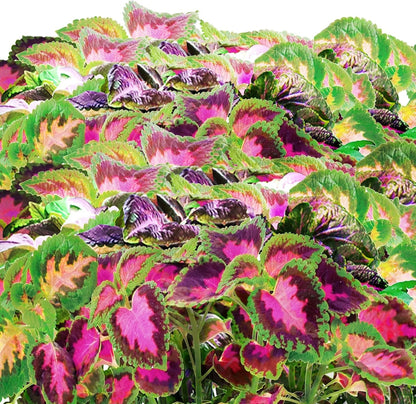 AeroGarden Cascading Petunias Seed pod Kit for AeroGarden Hydroponic Indoor Garden, 6-Pod(Colorful Coleus)