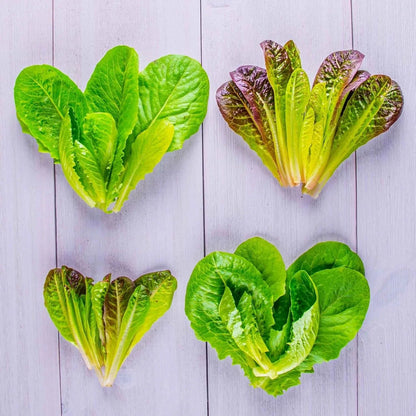 AeroGarden Mixed Romaine Lettuce Seed Pod Kit (7-pod)