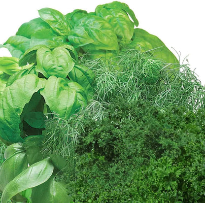 AeroGarden Gourmet Herb Seed pod Kit – Herb Seeds for AeroGarden Indoor Garden, 3-Pod(3-Pod)