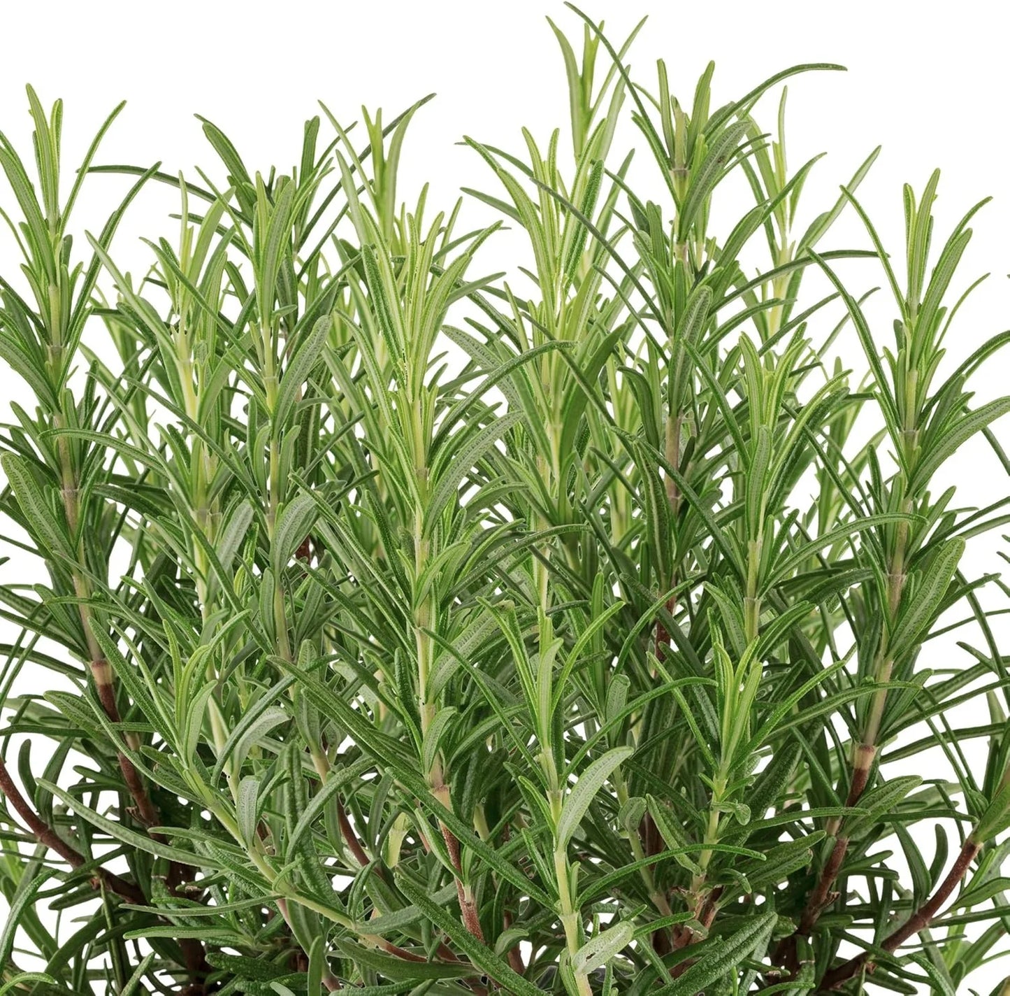 AeroGarden International Basil Seed Pod Kit(Rosemary)
