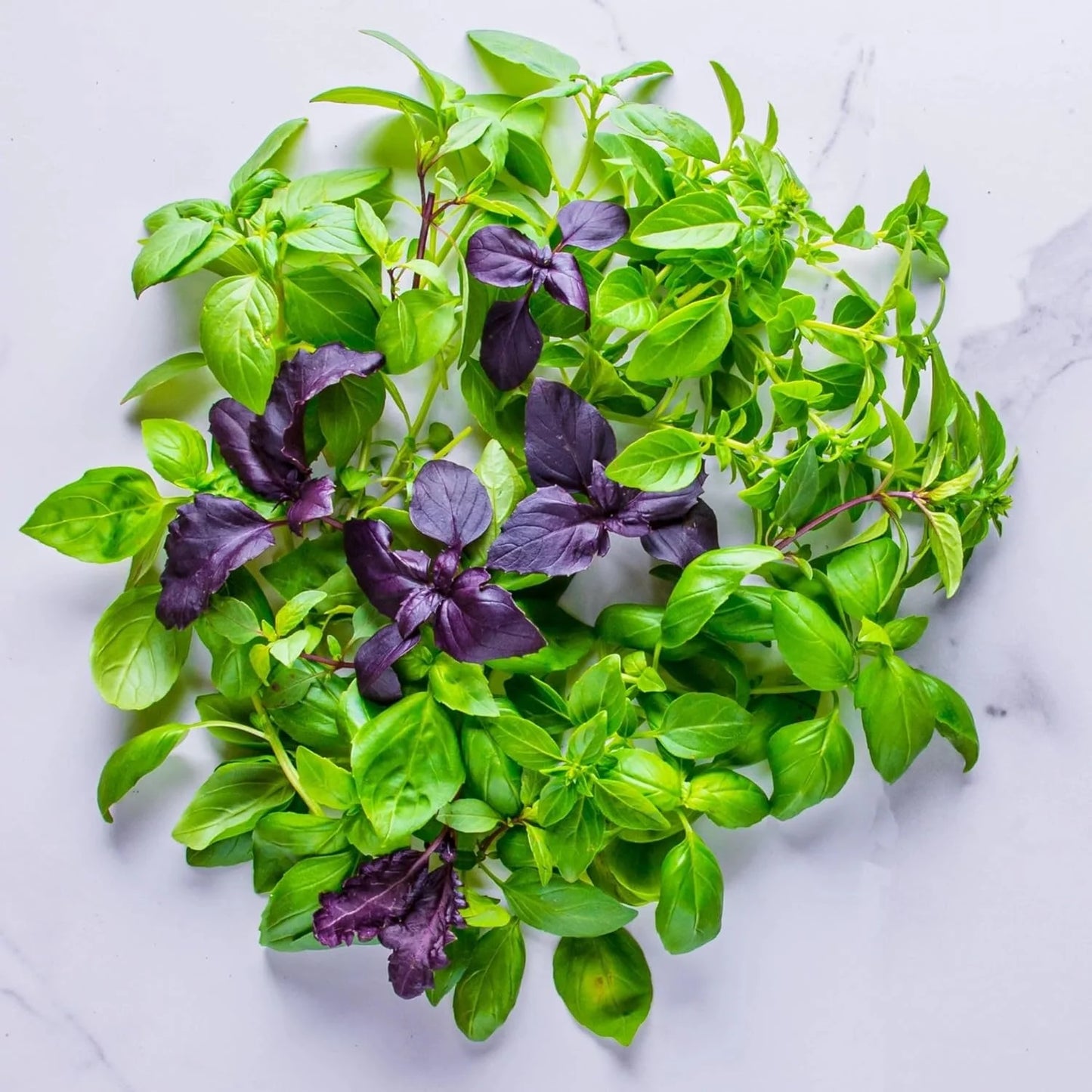 AeroGarden International Basil Seed Pod Kit(International Basil)