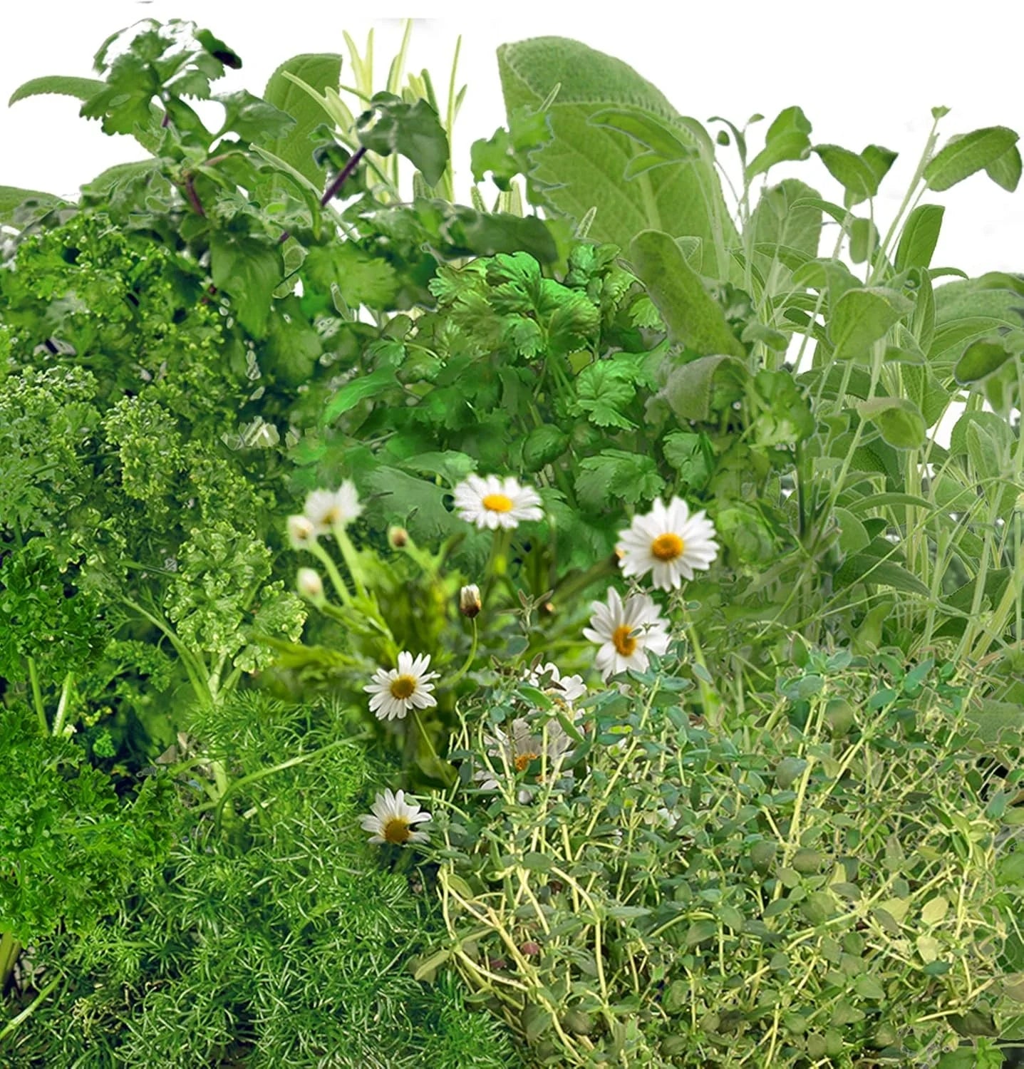 AeroGarden International Basil Seed Pod Kit(Traditional Medicinal Herbs)