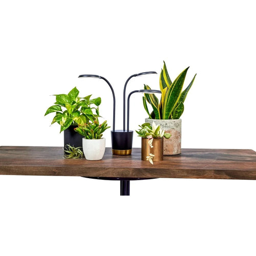 AeroGarden Trio Grow Light for Indoor Plants, Grow Live Plants Anywhere in The Home, Adjustable Light Modes, Cream(Black)