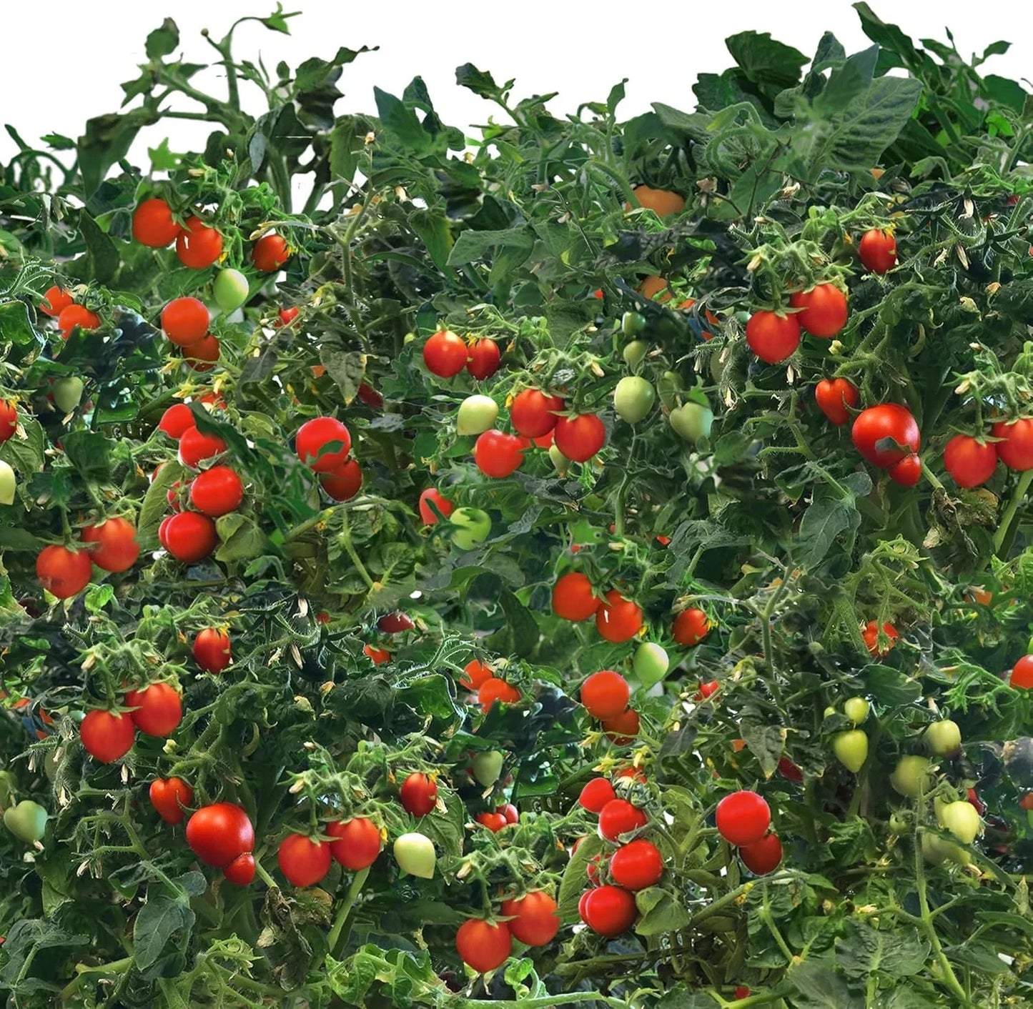 AeroGarden Mighty Mini Cherry Tomato Seed Pod Kit for AeroGarden Hydroponic Indoor Garden, 3-Pod(6-pod)