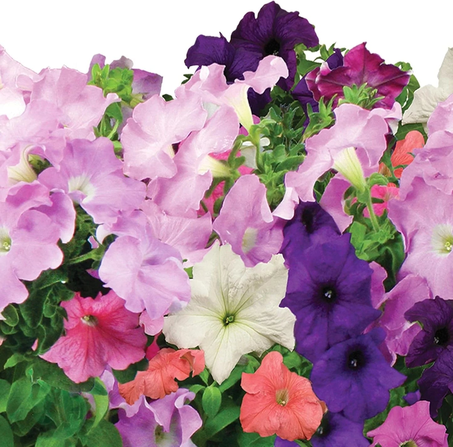 AeroGarden Cascading Petunias Seed pod Kit for AeroGarden Hydroponic Indoor Garden, 6-Pod(Cascading Petunias)