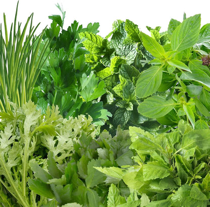 AeroGarden International Basil Seed Pod Kit(Asian Herbs)