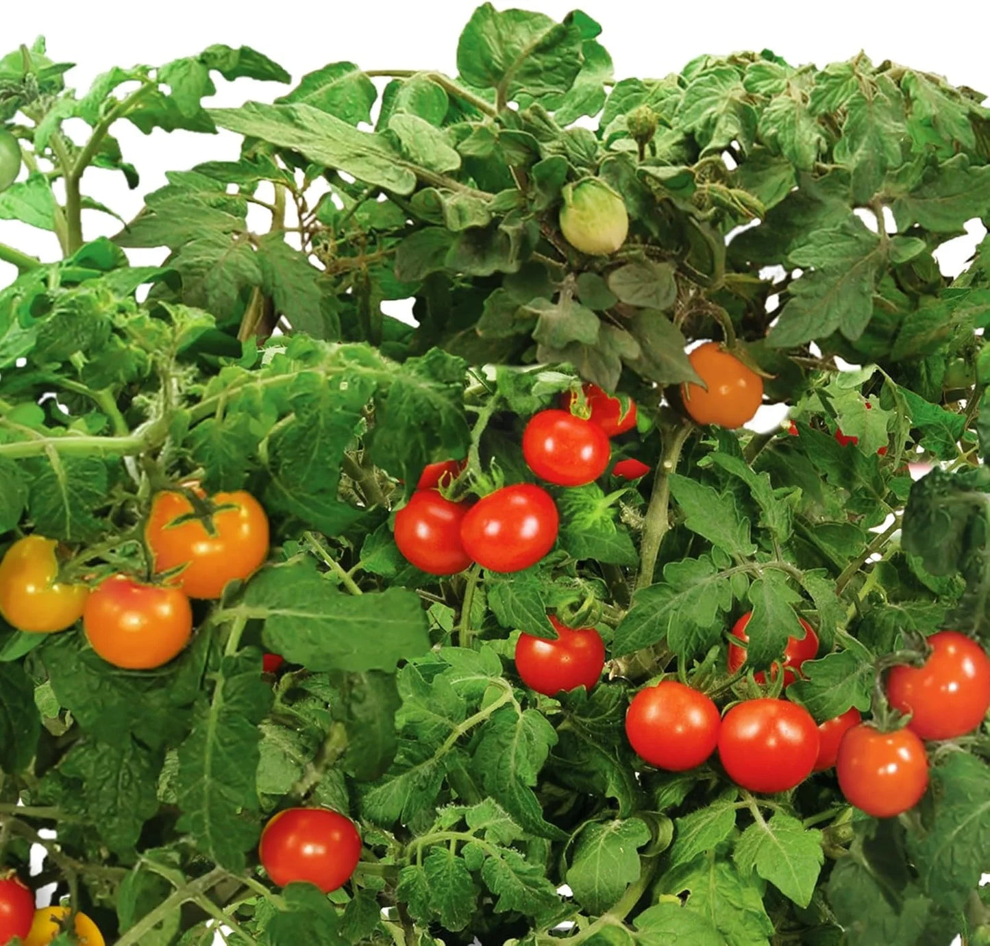 AeroGarden Golden Harvest Cherry Tomato Seed Pod Kit, 9-Pod(9-pod)