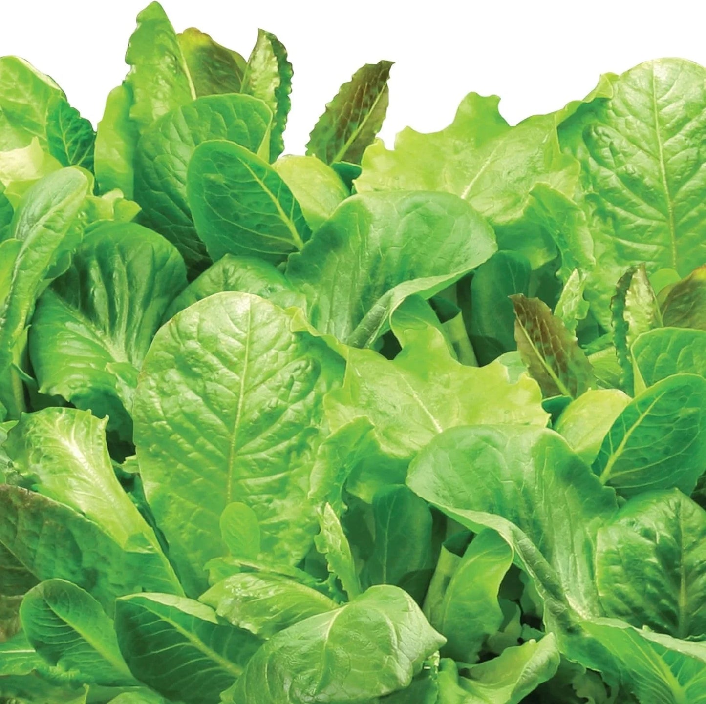 AeroGarden Heirloom Salad Greens Mix Seed Pod Kit – Salad Kit for AeroGarden Indoor Garden, 9-Pod(6-pod)