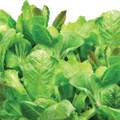AeroGarden Heirloom Salad Greens Mix Seed Pod Kit – Salad Kit for AeroGarden Indoor Garden, 9-Pod(6-pod)