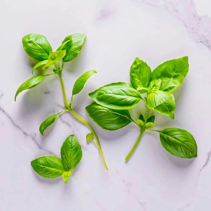 AeroGarden International Basil Seed Pod Kit(Pesto Basil)