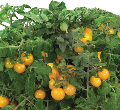 AeroGarden Golden Harvest Cherry Tomato Seed Pod Kit, 9-Pod(9-pod)