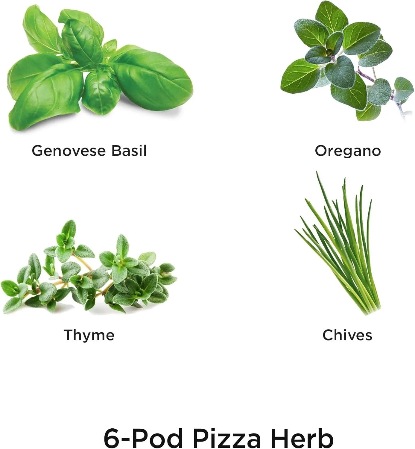 AeroGarden International Basil Seed Pod Kit(Pizza Herbs)