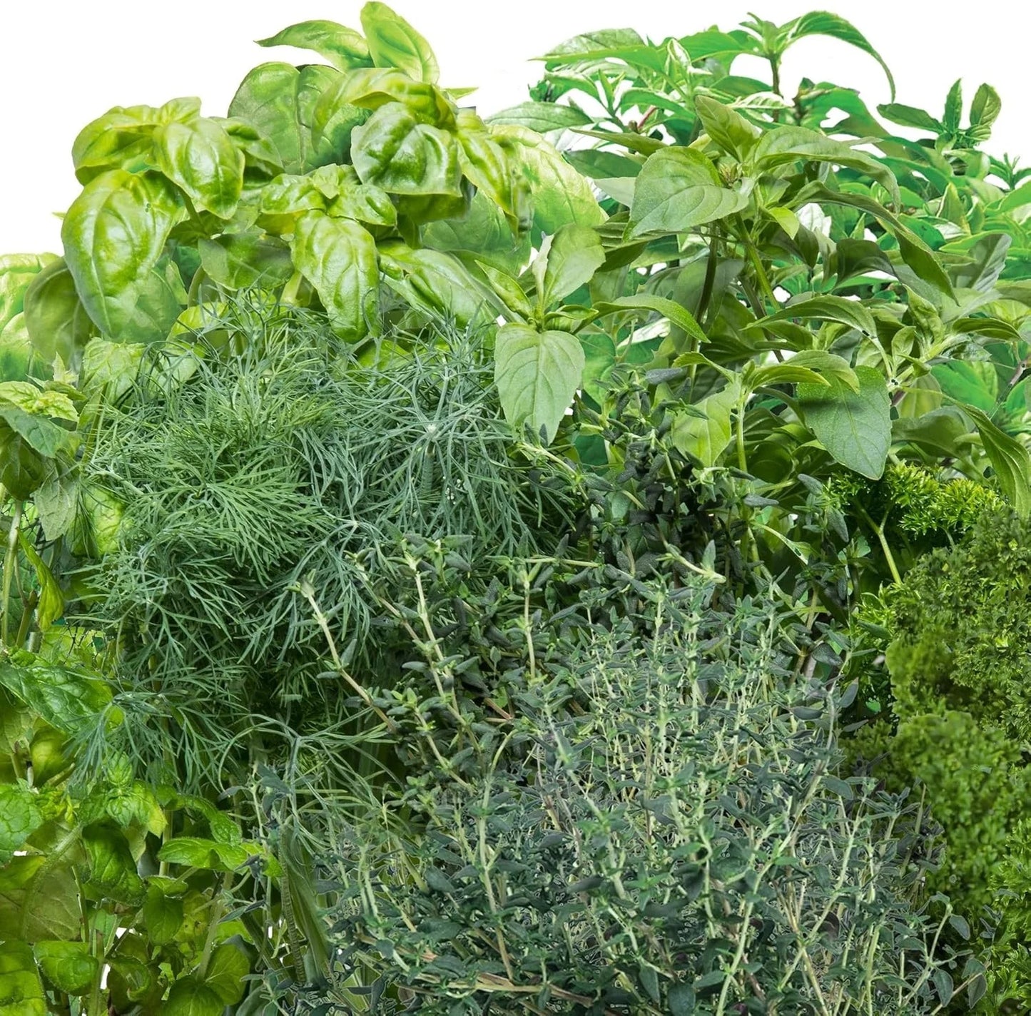 AeroGarden Gourmet Herb Seed pod Kit – Herb Seeds for AeroGarden Indoor Garden, 3-Pod(6-Pod)