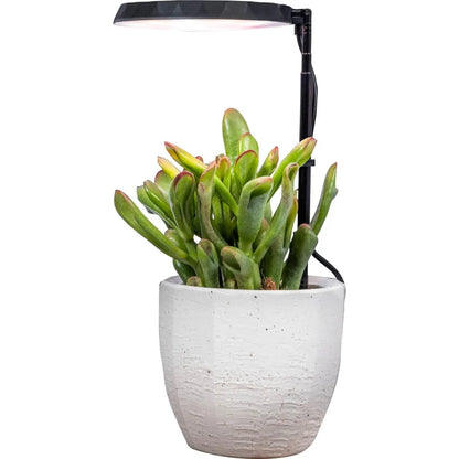 AeroGarden Stem Grow Light for Indoor Plants, Grow Live Plants Anywhere in the Home, Adjustable Light Modes, Black(Black)