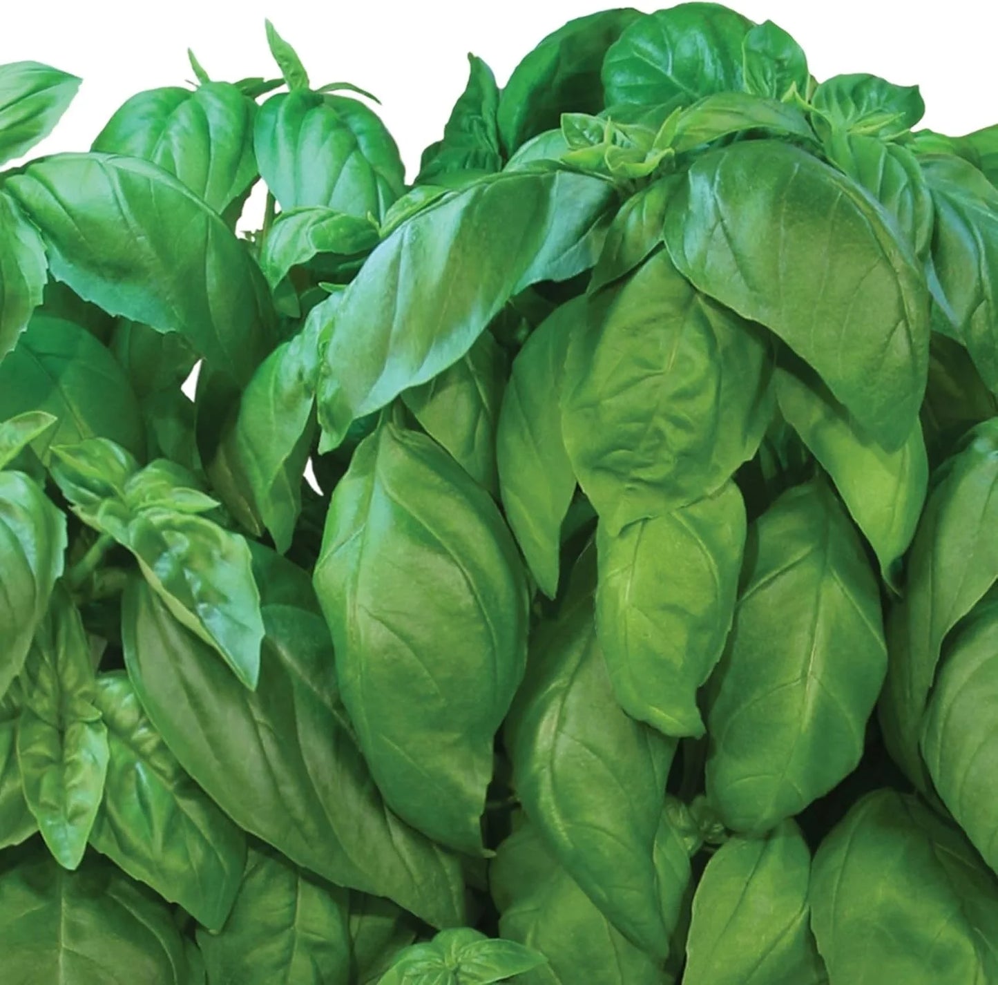 AeroGarden International Basil Seed Pod Kit(Pesto Basil)