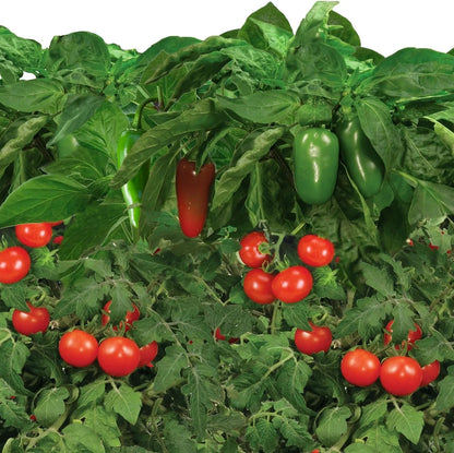 AeroGarden Salsa Garden Seed Pod Kit (7-pod)
