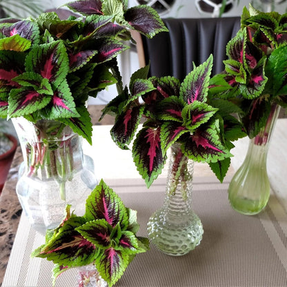 AeroGarden Cascading Petunias Seed pod Kit for AeroGarden Hydroponic Indoor Garden, 6-Pod(Colorful Coleus)