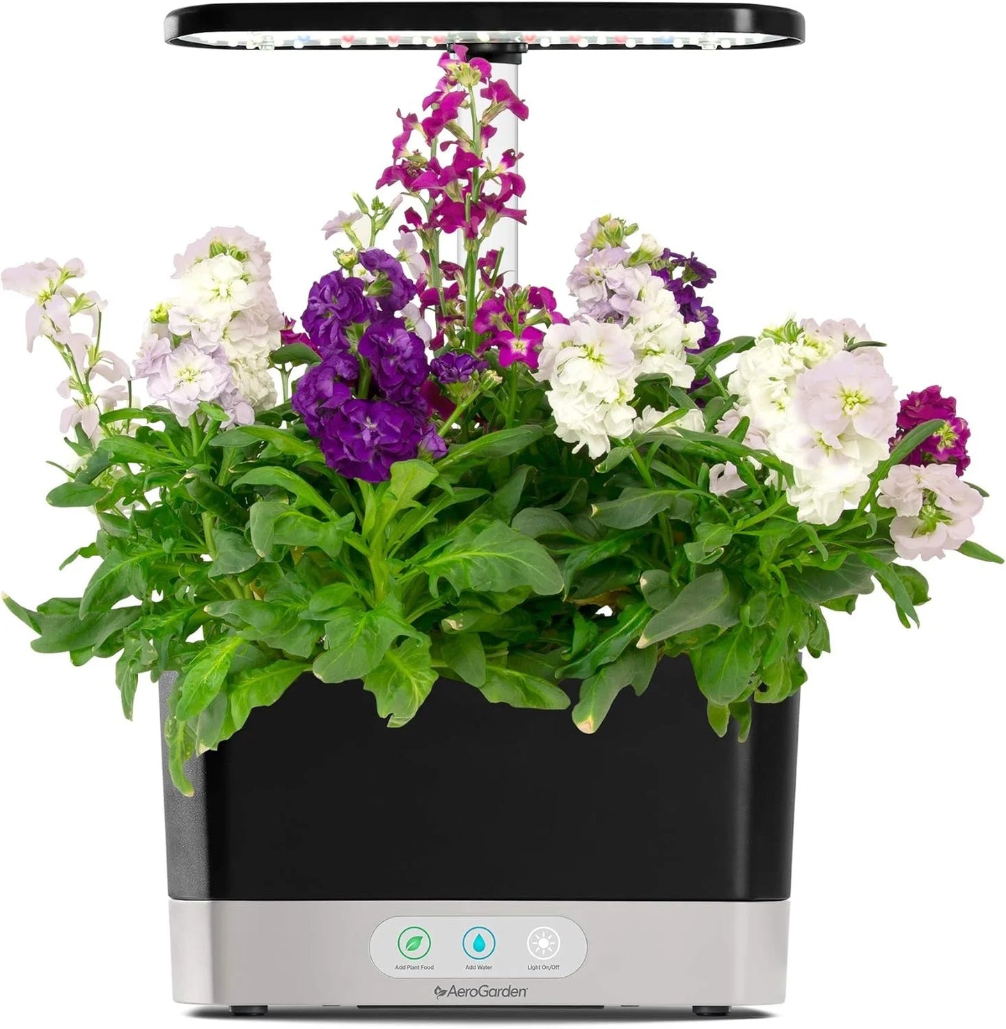 AeroGarden Cascading Petunias Seed pod Kit for AeroGarden Hydroponic Indoor Garden, 6-Pod(Spring Flowers)