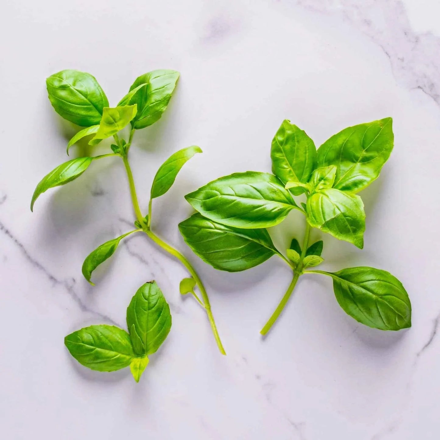 AeroGarden International Basil Seed Pod Kit(Pesto Basil)