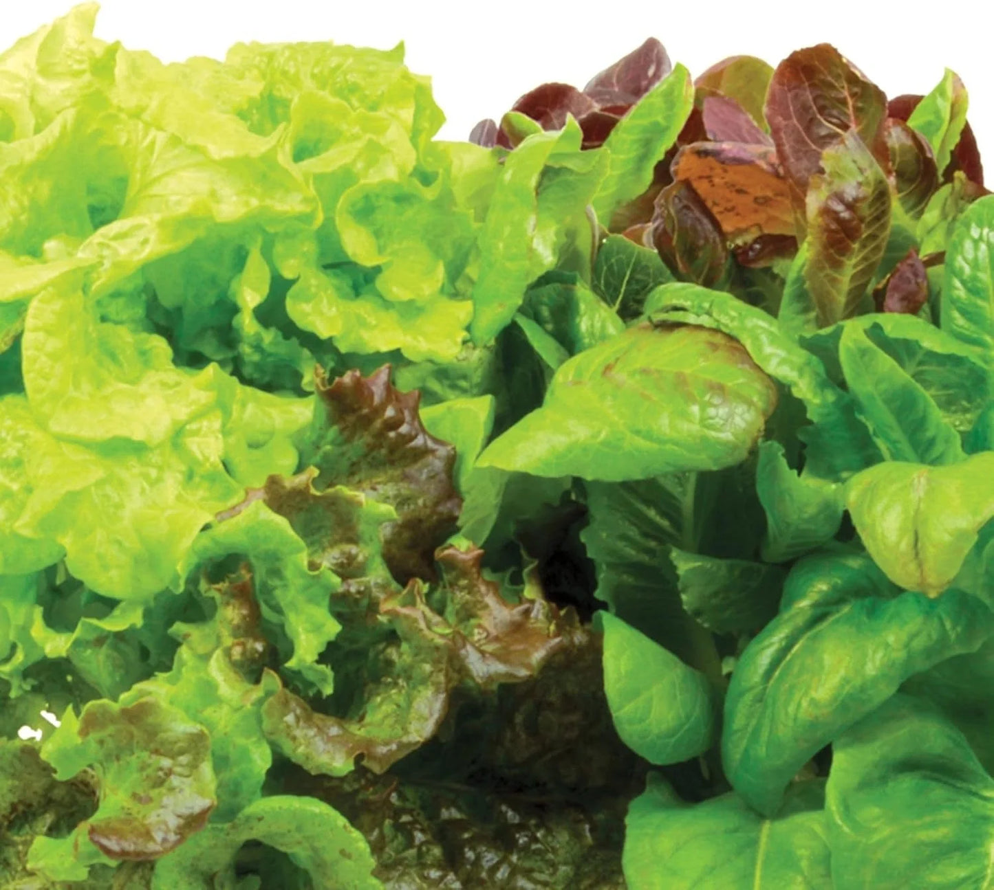 AeroGarden Heirloom Salad Greens Mix Seed Pod Kit – Salad Kit for AeroGarden Indoor Garden, 9-Pod(6-pod)