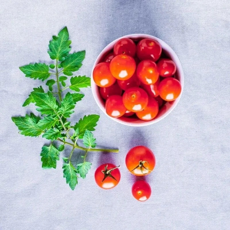 AeroGarden Golden Harvest Cherry Tomato Seed Pod Kit, 9-Pod(9-pod)