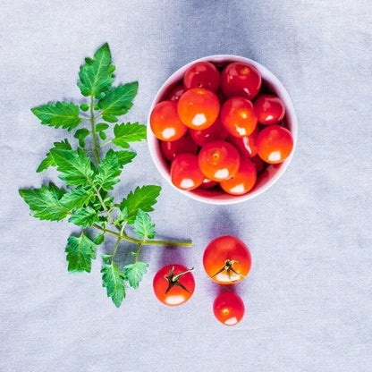 AeroGarden Golden Harvest Cherry Tomato Seed Pod Kit, 9-Pod(9-pod)
