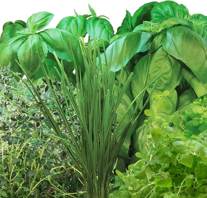 AeroGarden International Basil Seed Pod Kit(Pizza Herbs)