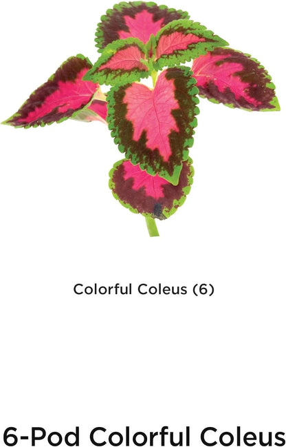 AeroGarden Cascading Petunias Seed pod Kit for AeroGarden Hydroponic Indoor Garden, 6-Pod(Colorful Coleus)