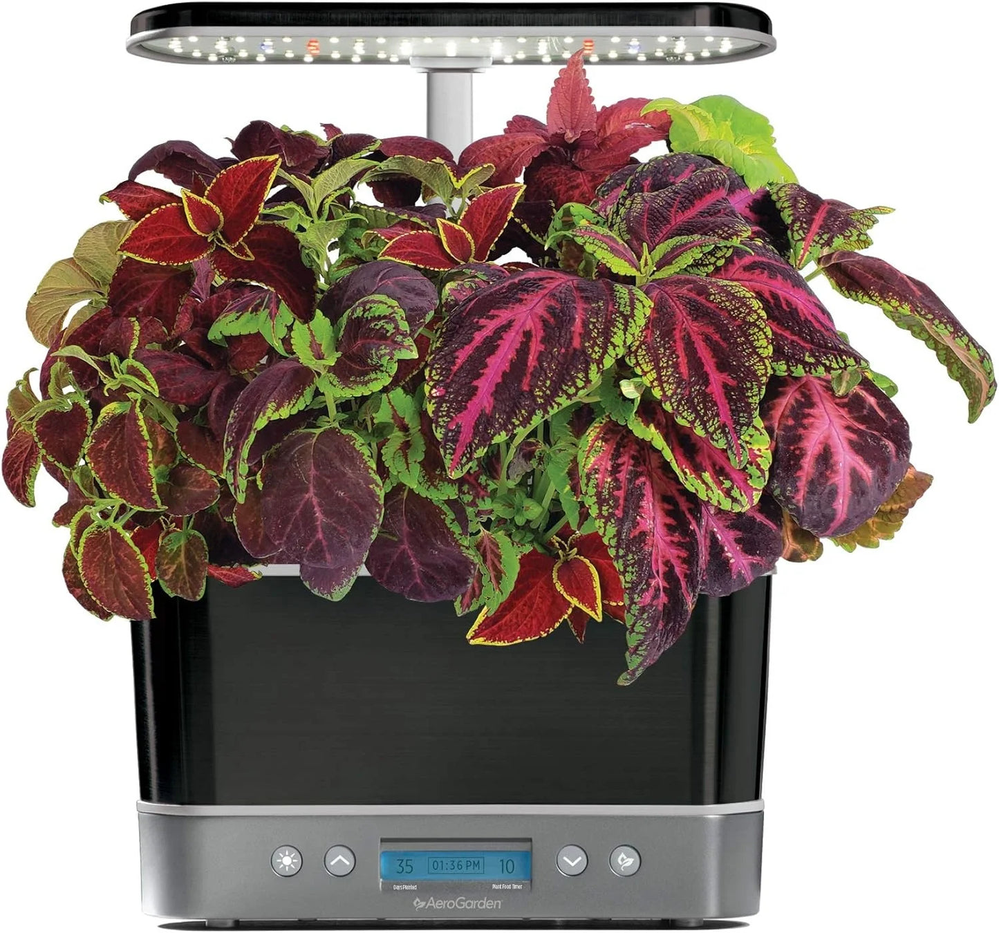 AeroGarden Cascading Petunias Seed pod Kit for AeroGarden Hydroponic Indoor Garden, 6-Pod(Colorful Coleus)