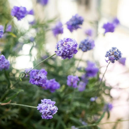 AeroGarden Cascading Petunias Seed pod Kit for AeroGarden Hydroponic Indoor Garden, 6-Pod(Lavender)