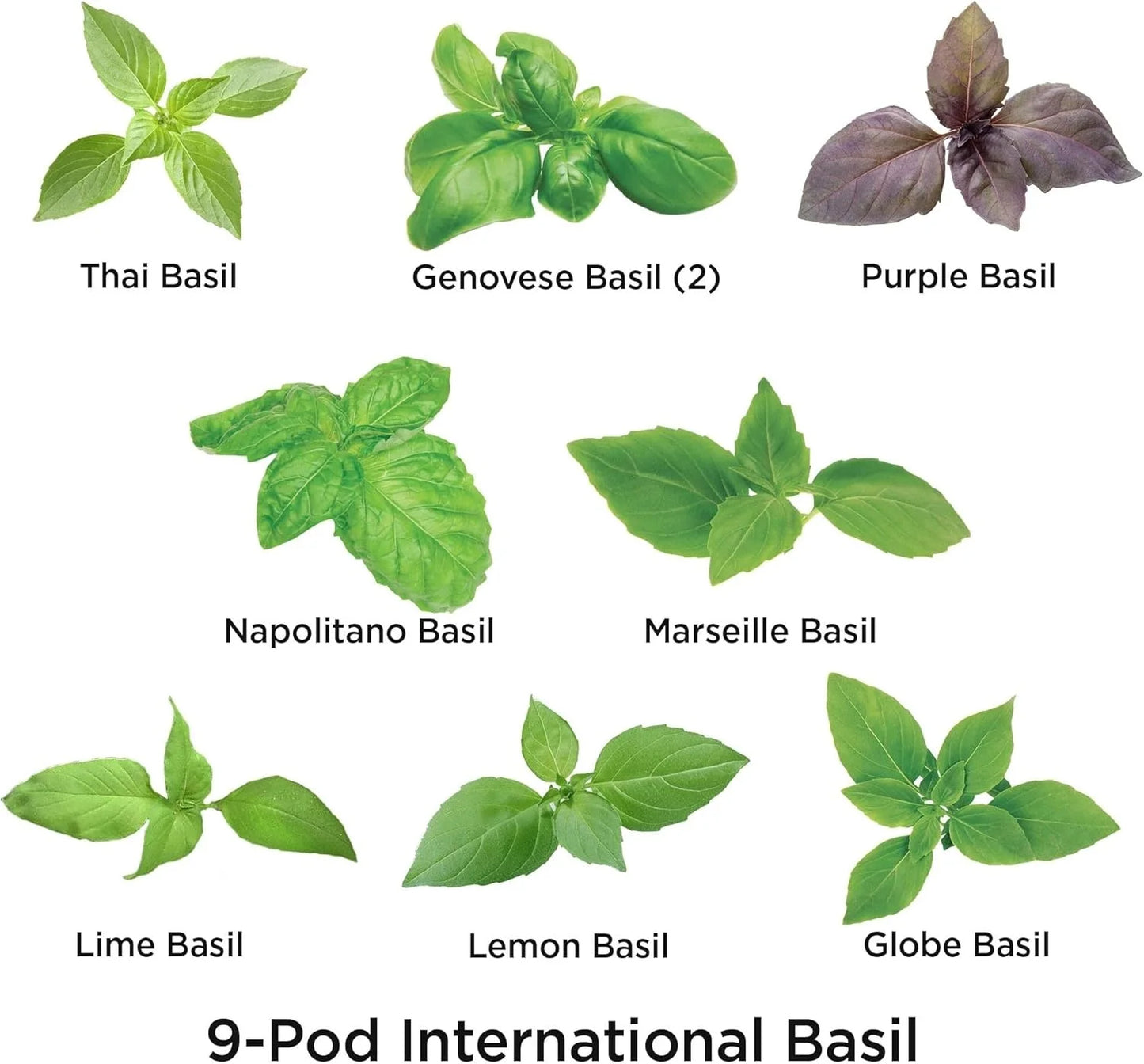AeroGarden International Basil Seed Pod Kit(International Basil)