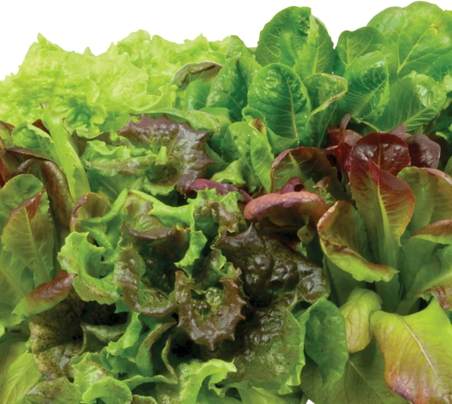 AeroGarden Heirloom Salad Greens Mix Seed Pod Kit – Salad Kit for AeroGarden Indoor Garden, 9-Pod(3-pod)