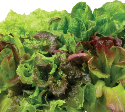 AeroGarden Heirloom Salad Greens Mix Seed Pod Kit – Salad Kit for AeroGarden Indoor Garden, 9-Pod(3-pod)