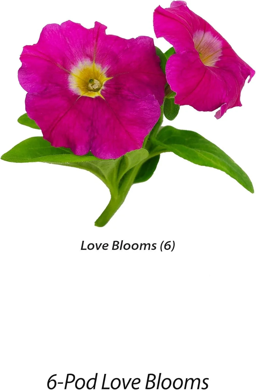 AeroGarden Cascading Petunias Seed pod Kit for AeroGarden Hydroponic Indoor Garden, 6-Pod(Love Blooms)